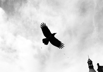 grayscale photography of flying bird under cloudy sky thumbnail