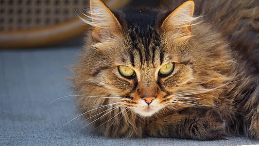 selective focus photography of brown cat thumbnail