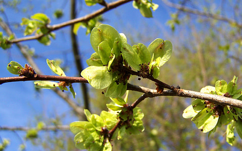 Blooming Elm Branch, Green Inflorescence thumbnail