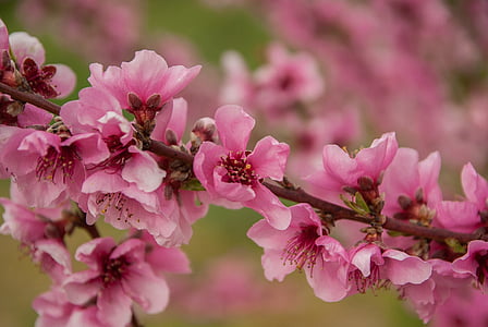 selective focus photography of pink petaled flowers thumbnail