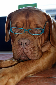 chocolate bulldog wearing teal eyeglasses thumbnail