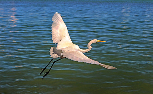 white seagull thumbnail