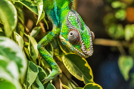 green lizard on plant thumbnail