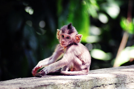 little monkey shallow focus photography thumbnail