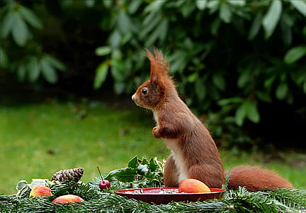 brown squirrel in front of plate with fruits thumbnail