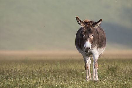 gray Donkey walking on grass field during daytime thumbnail