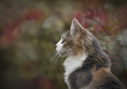 Close Up Photo of White and Brown Feline thumbnail