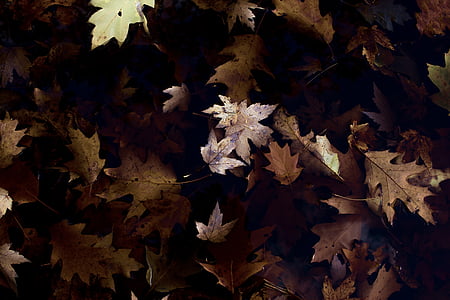 closeup photo of dried maple leaves thumbnail