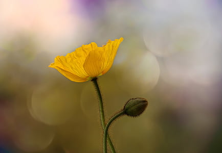 shallow focus photography of yellow poppy thumbnail