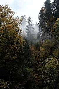 foggy forset thumbnail