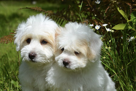 two puppies on green grass field thumbnail