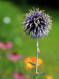 focus photography of dried cluster flower plant thumbnail