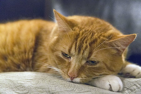 animal, pet, cute, fur thumbnail