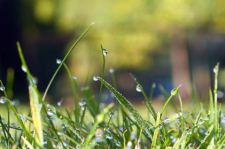 grass field thumbnail