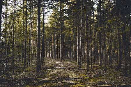 green trees on the forest thumbnail