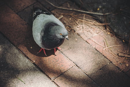 grey pigeon on floor thumbnail