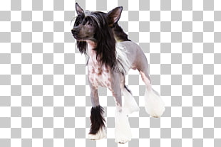 30 Hairless Dog Png Cliparts For Free Download Uihere