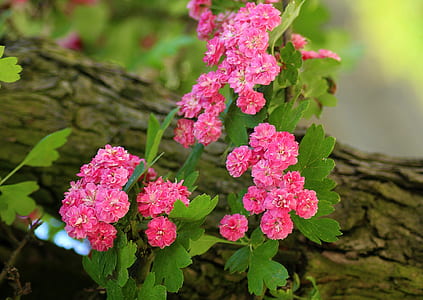 pink flowers thumbnail