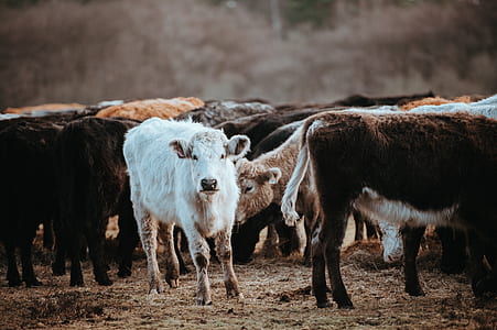 herd of cattle at daytime thumbnail
