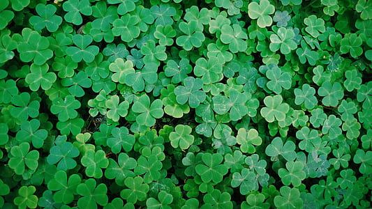 green leaves thumbnail