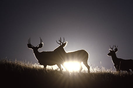 silhouette photo of three deers thumbnail