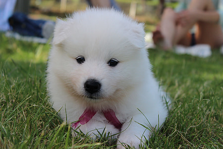 white puppy on grass thumbnail