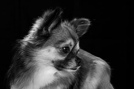 grayscale view of Chihuahua thumbnail