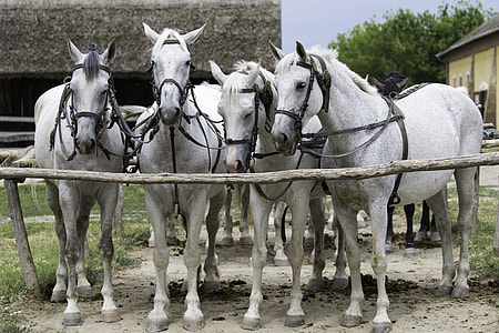 Hungarian, Team Of Grey Horses thumbnail
