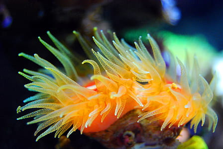 orange coral thumbnail