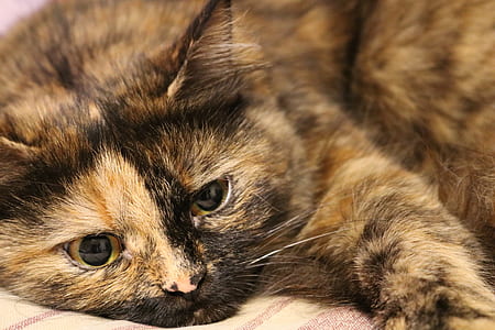cat lying on cloth thumbnail