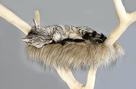 gray bullseye cat sleeping on gray nest thumbnail