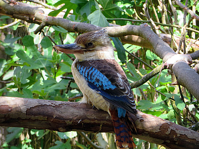 Giant Kingfisher, Kingfisher African thumbnail