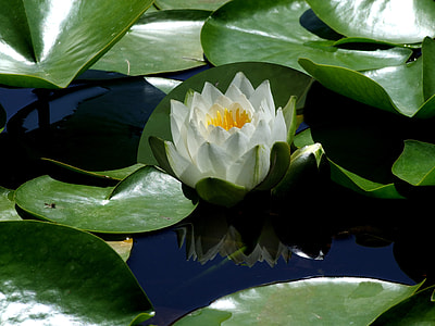 lotus flower on water thumbnail
