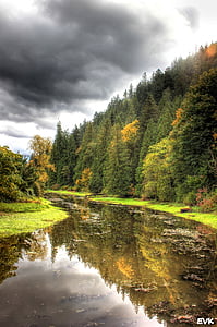 river beside forest during daytime thumbnail