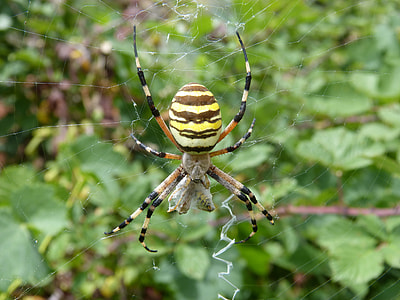 Spider Tiger, Wasp Spider thumbnail