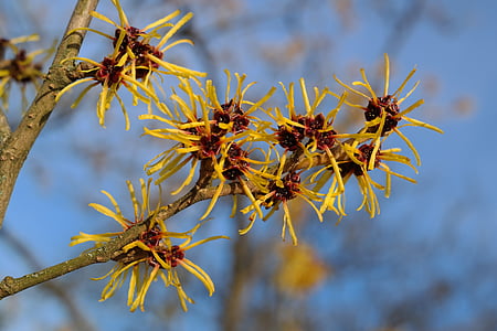 yellow petaled flowers during daytime thumbnail