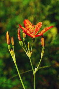 Flower, bud and seed pods of an ornamental plant Iris domestica, commonly known as leopard lily, blackberry lily, and leopard flower. The bloom of each individual flower only last a single day. thumbnail