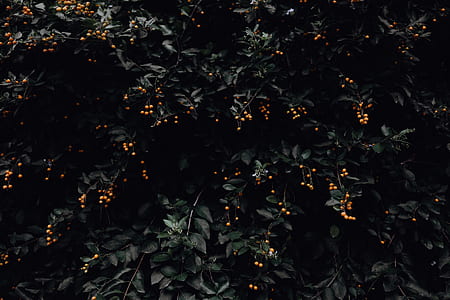orange fruits on trees thumbnail