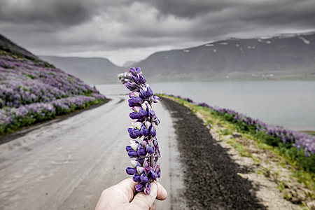 purple petaled flower thumbnail