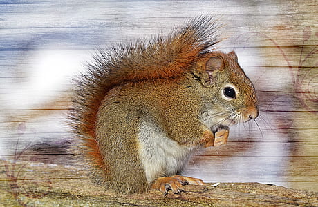 gray and brown squirrel on brown ground painting thumbnail