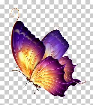 Butterfly Color Purple , Purple Butterfly, yellow and purple butterfly PNG clipart