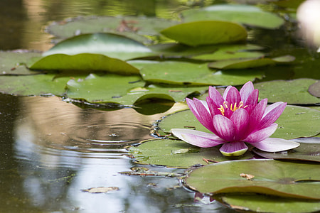 close-up photo of pink waterlily flower at daytime thumbnail