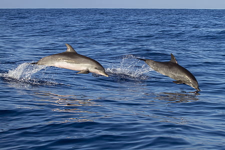 two gray dolphins jumping on ocean during daytime thumbnail