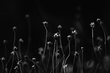 grayscale photo of flowers thumbnail