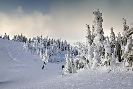 tree coated with snow photography thumbnail