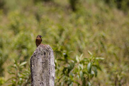 selective focus photo of brown bird perched on gray stone thumbnail