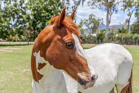 brown and white horse on grass field thumbnail