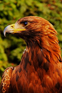 brown eagle photo thumbnail
