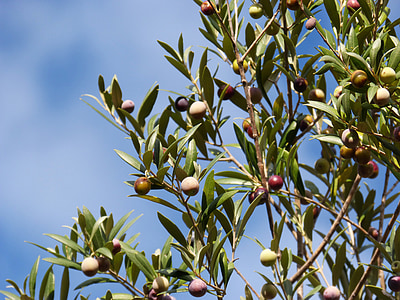 brown fruits thumbnail