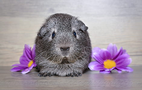 black hamster thumbnail